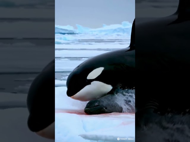 Orcas hunt seals&even polar bears using smart tactics & teamwork Nature’s predator 🐋❄️ #Wildlife