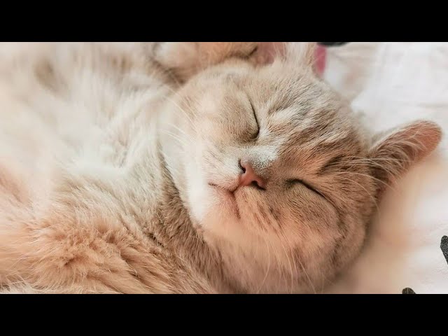 😂 Funniest Cats and Dogs Videos 😺🐶 || 🥰😹 Hilarious Animal Compilation №591