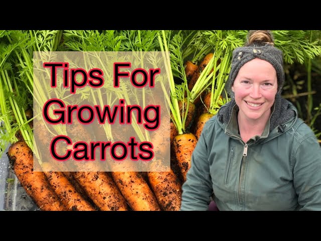 Tips For Growing Carrots / Starting Seeds | Zone 8b PNW