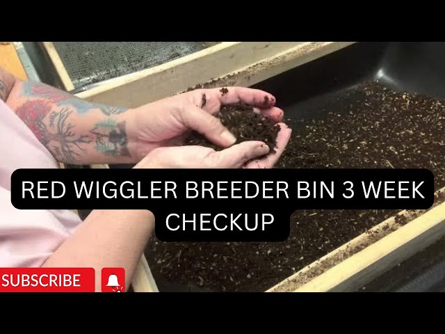 looking at the breeder been at the three week mark, looking for a cocoons vlogmas2 #vermicompost