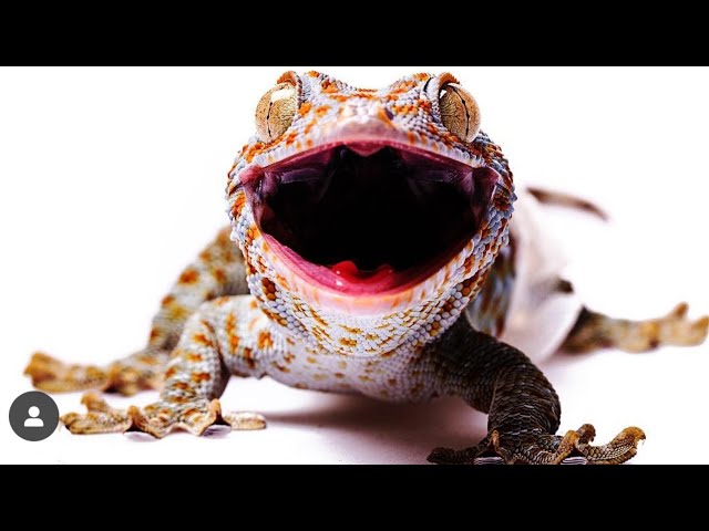 Suara Tokek Yang Keras Seram, Suara Tokek, Sound of Tokay Gecko, Tắc Kè, เสียงตุ๊กแก..ร้องน่ากลัว 20