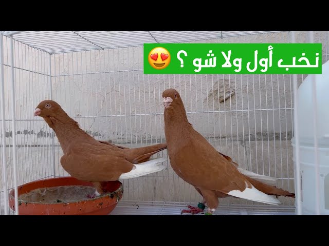 اشترينا حمام 😍🕊️ جديد بمناسبة التحرير 💚💚✌🏻