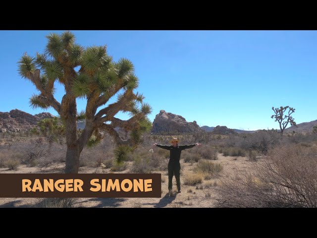 Granite Desk: Joshua Trees