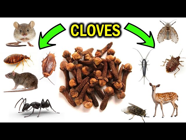 How To Get Rid of Pests with Cloves & Clove oil - ANTS, FLIES, MICE, SILVERFISH, BEDBUGS, MOTHS, etc