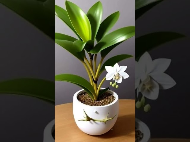 Best indoor house plants#home #decor#indoorplants#gardening #trending#viralvideo #shorts#landscaping