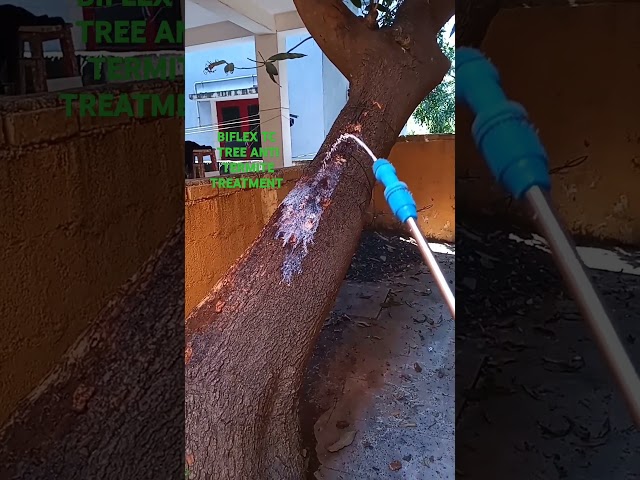 Anti termite treatment in TREE USE BIFLEX TC 9042374080