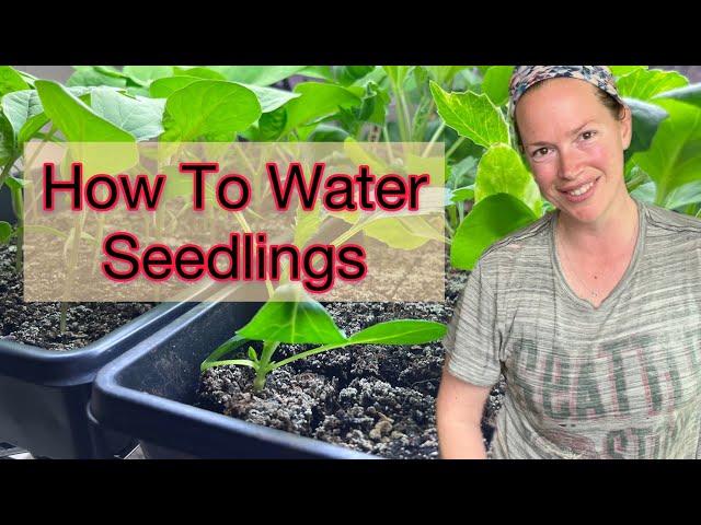 Bottom Watering seedlings (Soil Blocks and Trays) | Zone 8b PNW