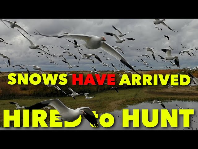 SNOWS HAVE ARRIVED ... Hired to Hunt Season 6: Hunting Limits of Ducks & Geese at Ongaro's.