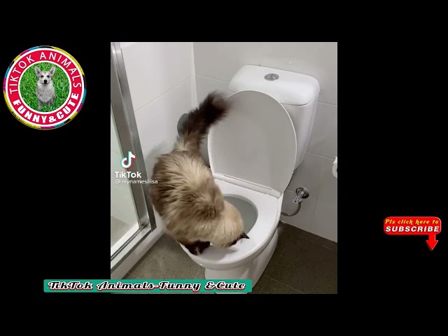 🐱TikTok Animals-Funny and Cute -Cat Video #16 || TikTok Animals-Funny and Cute Channel.