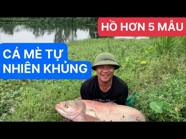 Du lịch bụi và câu cá sắp phát trực tiếp!Cá mè ta khủng hồ tự nhiên#câulục#fishing