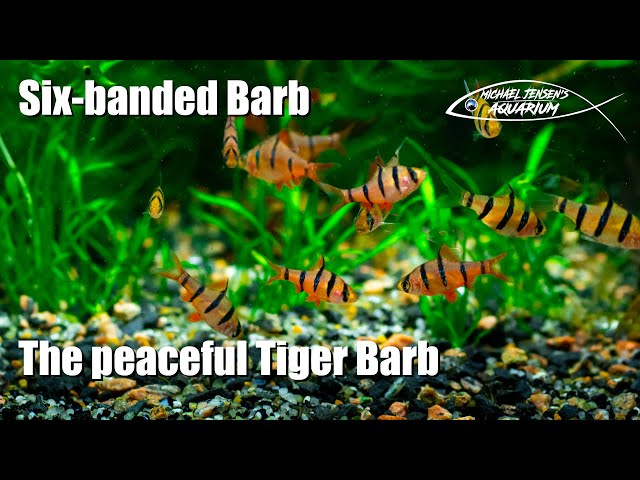 Six banded barb - the peaceful Tiger Barb