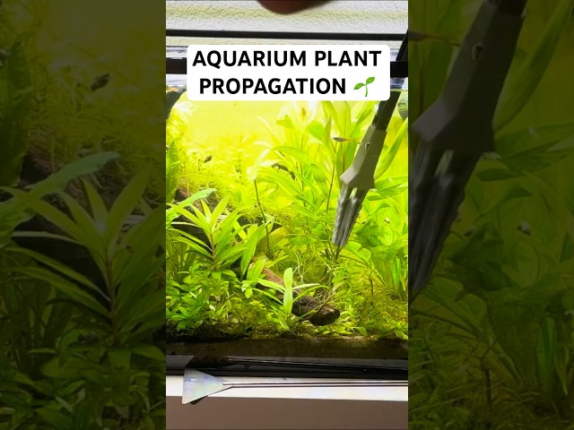 How to propagate aquarium plants at 0 cost