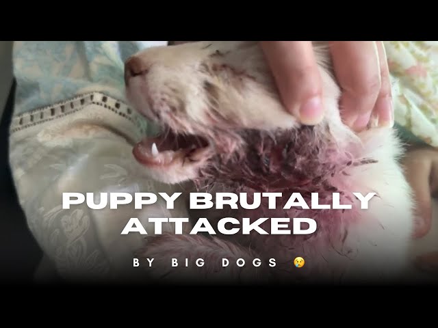 Tiny Puppy Attacked by Big Dogs & Lost One Eye 😢 | Pebbles’ Brave Rescue Story 🐶❤️