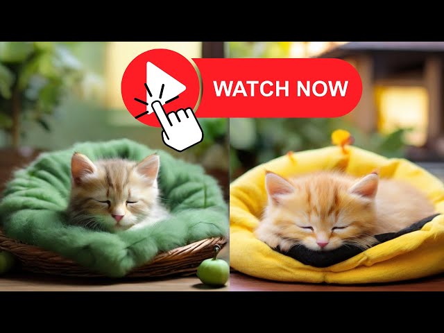 Whiskers Wonderland: A Journey into the Heart of Joy with Adorable AI Baby Cats! 😺🌟 #iamadamchannel