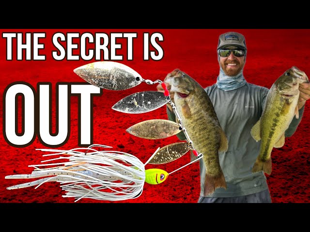 Old Time Shad Spawn Spinnerbait IS BACK