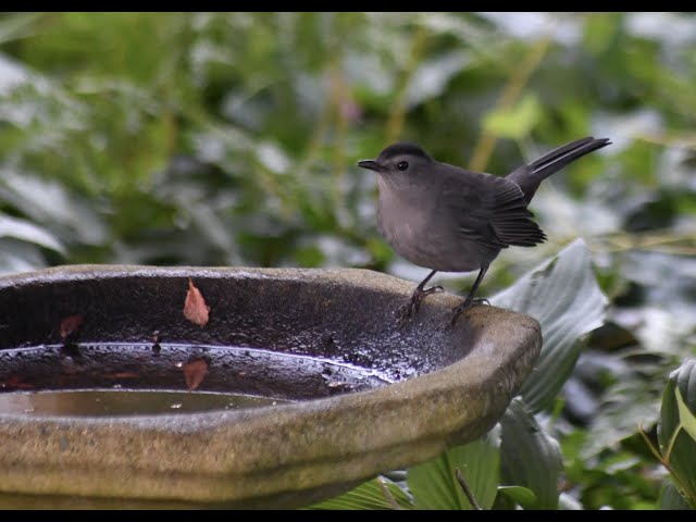 Autumn as the sun rises, some pretty surprises #birdwatcher #quiettime #peaceful