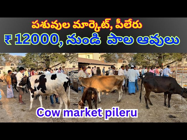 cow & bull market pileru, //