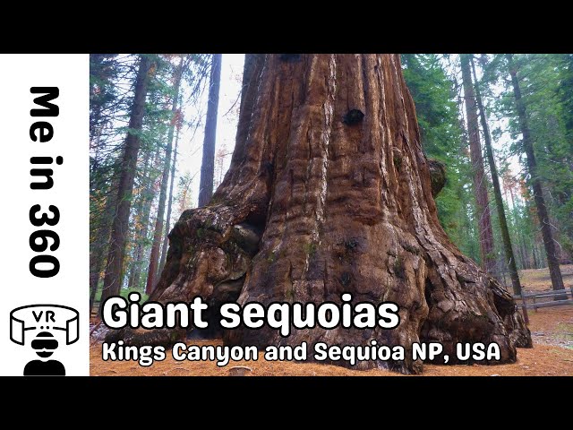 World's largest trees in Sequoia and Kings Canyon National Park in California, USA - 360 VR