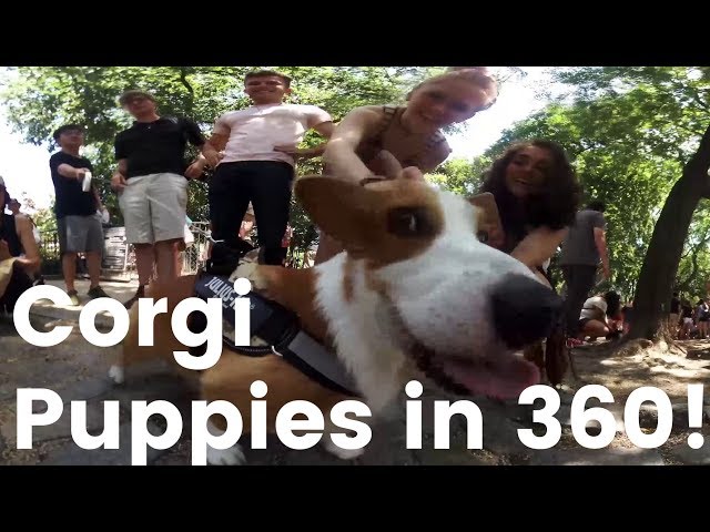 360 VIDEO: Cute Corgi Puppies & Dogs Playing at NYC Meetup in VR