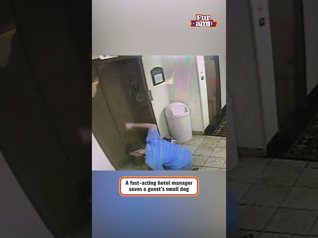 Man Rescues Dogs From Elevator Trap