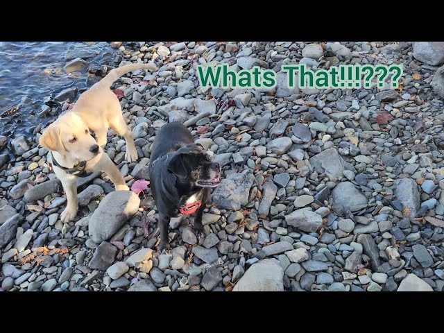 Puppy and Pug Playtime!!!