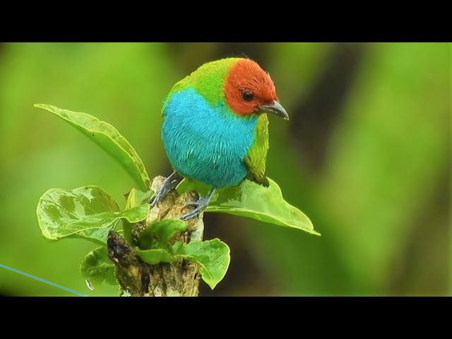 Beautiful Relaxing Rain Sounds & Bird Singing With Background Piano Music (NO COPYRIGHTED MUSIC)