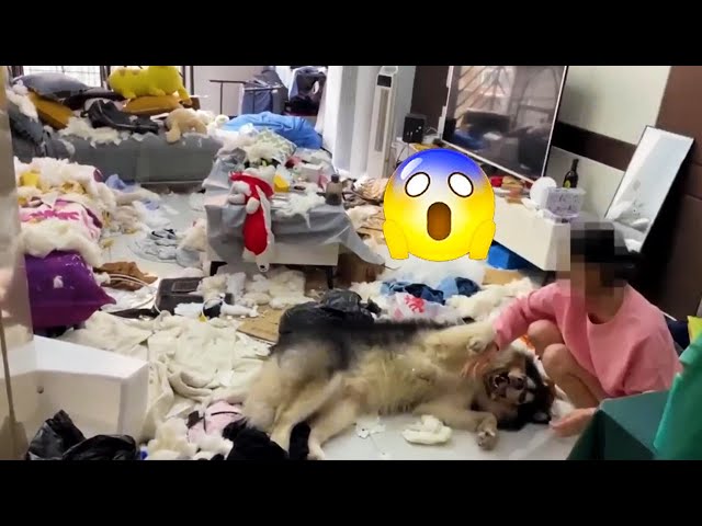 😱THE Naughty DOG ​​Makes The House CRAZY! 8 HOURS Of CLEANING