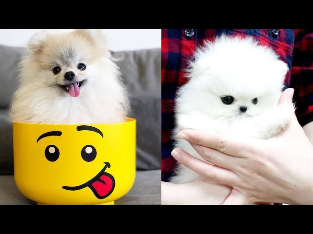 😍 Mini Pomeranian - Funny and Cute Pomeranian Puppies Videos Compilation #4