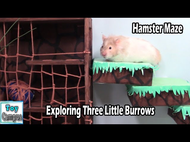 Exploring Three Little Burrows | The Backyard Part 3 | Hamster Maze and Puzzles Series