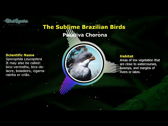 The Song of the Patativa Chorona - Brazilian Birds | Bird Lovers