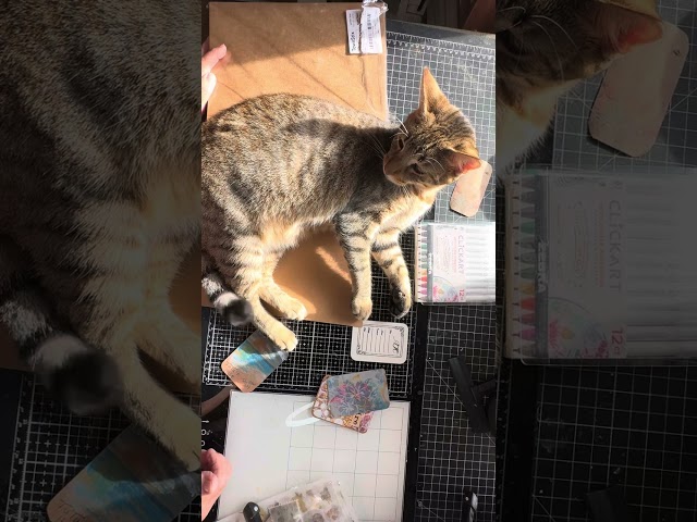 Cat taking over the ART