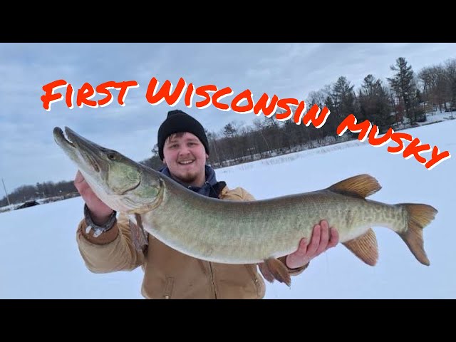 Huge Musky Through The Ice in Northern Wisconsin