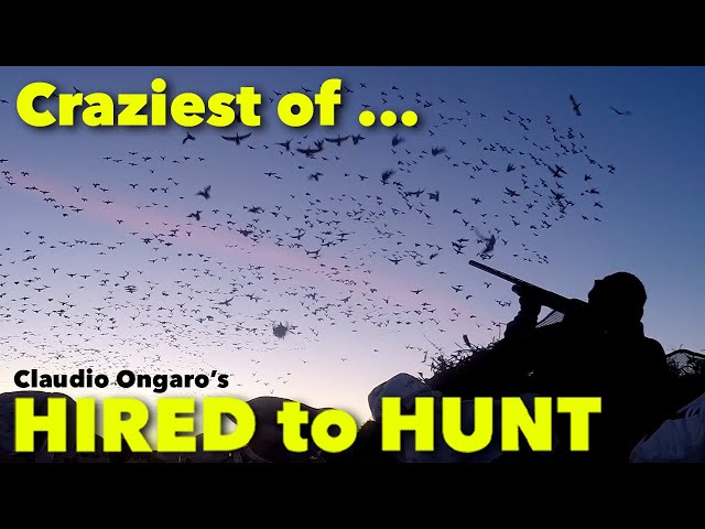 Craziest of Hired to Hunt ... Hired to Hunt Season 8 #12 .. Ongaro Duck and Goose Hunting in ALBERTA