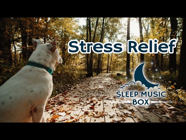 Deep Sleep Music | Meditation Music | Healing Frequency | Positive Vibration Music | Yoga Music |Spa