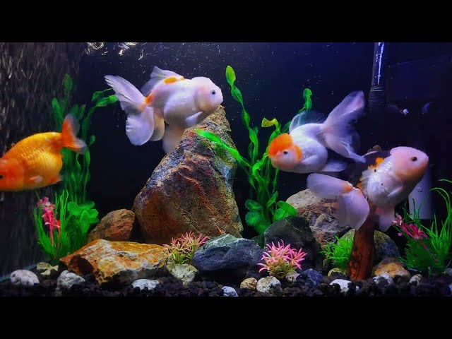 Fish Tank Water Sounds in 4K for Relaxation & Deep Sleep | No Background Music