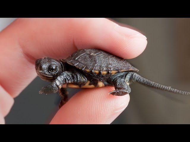 Saving B6, the Tiny Turtle