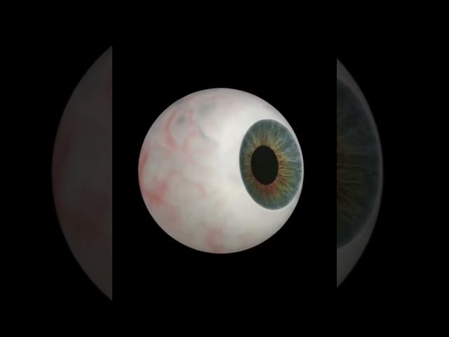 Eye Anatomy: Easy Animation for Medical Students