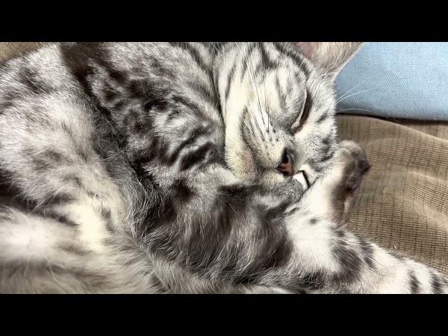 [Sleep ASMR] Cat making purring sounds while moving its stomach up and down.