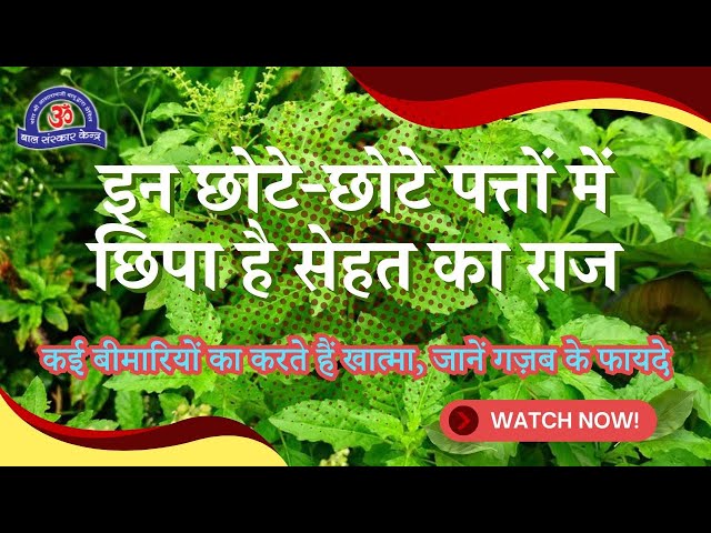 इन छोटे-छोटे पत्तों में छिपा है सेहत का राज | Tulsi Health Benefit | कई बीमारियों का करते हैं खात्मा