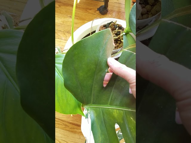 Pruning a Monstera