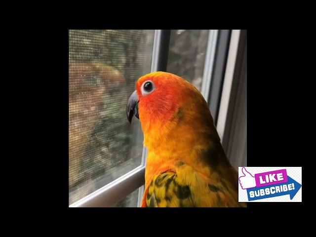 Sun conure Love bird funny videos | lovable Parrot