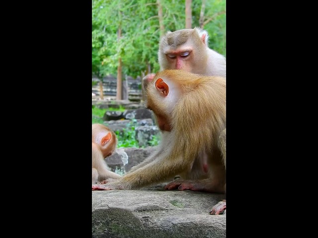 What Cute baby monkeys, love baby monkeys | Dream Walk Live 5