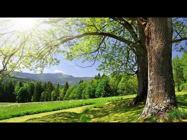 Relaxing Music for Stress Relief/Soothing Music for Meditation/Healing Therapy/Sleep/Spa