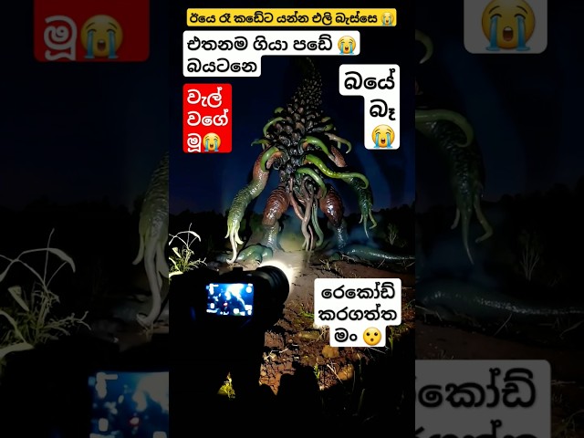 මූ ටෝච් එකට බය උනා මම රෙකෝඩිං ගත්තා ඔන්න දැවැංතයා 😭😮 #shorts #wow #story