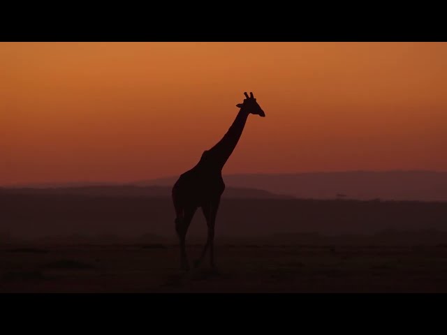 A beautiful morning in the Masai Mara. Giraffes and Elephants walk around peacefully. HDR 4K