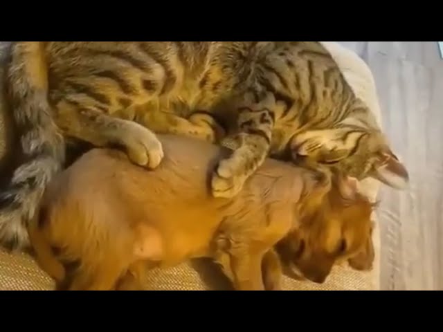 😍Funny Animals fails – Hilarious pets and animals – FunHolic🐶❤️