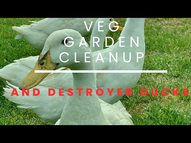 Huge cleanup up of the vegetable garden & ducks destroying our lawn!!