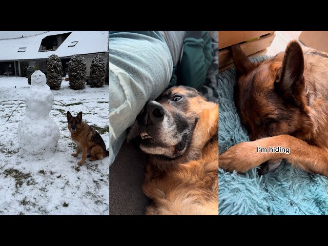 Shenanigans Of My German Shepherd Dog