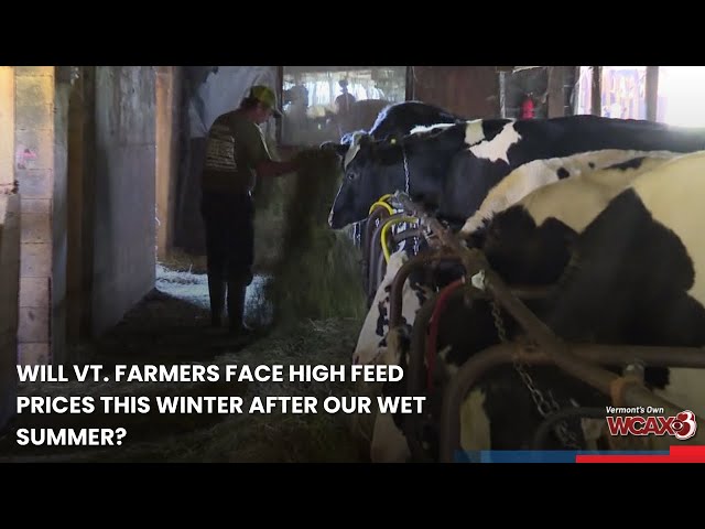 Will Vt. farmers face high feed prices this winter after our wet summer?