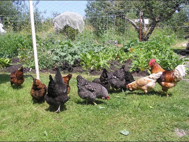 Day 16: The Chickens of Blue Skye Farm